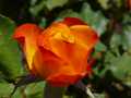 Red yellow rosebud 4